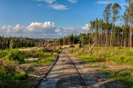 Piled logs of harvested wood timber next to forest. Czech Republic Bark beetle attack calamity deforestation, European landscapeの写真素材
