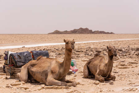 Camel caravan waiting for Afar man cutting and mining salt bricks (slabs) in primitive tools at salt desert in the Danakil depression.の写真素材
