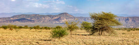 Panorama of Awash national park landscape with acacia tree in front and mountain in backgroundの写真素材