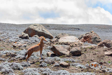 Rare and endemic ethiopian wolf, Canis simensis, hunts in nature habitat. Sanetti Plateau in Bale...