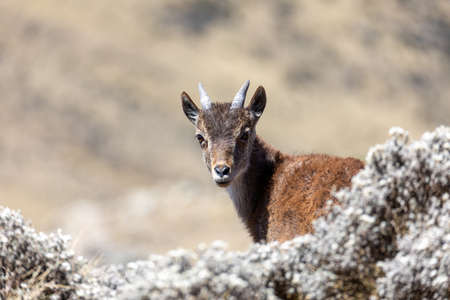 baby of very rare Walia ibex, Capra walia, one of the rarest ibex in world. Only about 500 individuals survived in Simien Mountains in Northern Ethiopia, Africaの写真素材