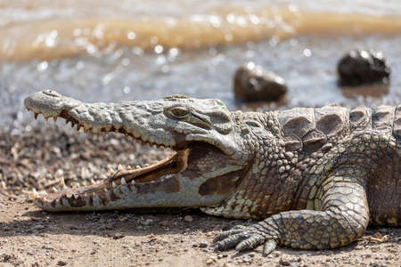 big nile crocodile Crocodylus niloticus, largest fresh water crocodile in Africa resting on sand in Awash Falls, Ethiopia, Africa wildlifeの写真素材