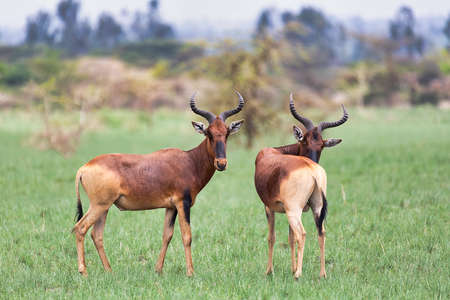 Swayne's Hartebeest antelope in Senkelle Sanctuary, Ethiopia, Africa wildlifeの写真素材