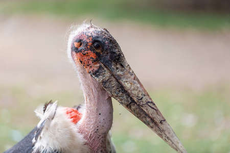 Leptoptilos, genus of very large tropical storks, also known as Marabou Stork. Leptoptilos...