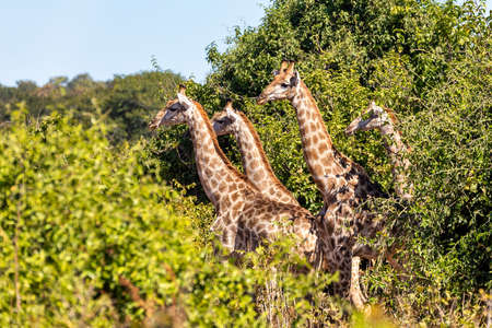 Group of south african giraffes are hidding in bush, Chobe National Park, Botswana safari wildlifeの写真素材