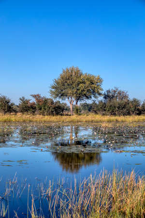 Typical beautiful african landscape, wild river in national park Bwabwata on Caprivi Strip with water lilies bloom in water. Namibia africa wilderness.の写真素材