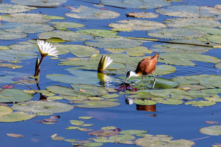 bird African jacana, Actophilornis africanus, walks among water hyacinth leaves and waterlliy flowers. Looking iside flower for food. Bwabwata , Namibia, Africa safari wildernessの写真素材