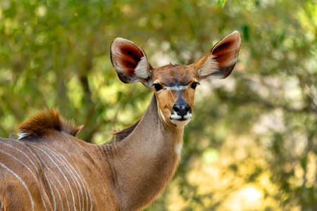 portrait of beautiful antelope female Kudu, Bwabwata National Park, Namibia, Africa wildlifeの写真素材