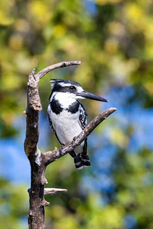 Pied Kingfisher - Ceryle rudis. Black and white bird sitting in the branch with tree bokeh in the background, Chobe National Park, Botswana. Africa wildlifeの写真素材