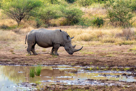 endangered species of white rhinoceros on small water in Pilanesberg National Park & Game Reserve, South Africa safari wildlifeの写真素材