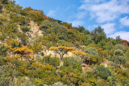 panorama landscape from Pilanesberg National Park, South Africa. Wildlife and nature. African safari
