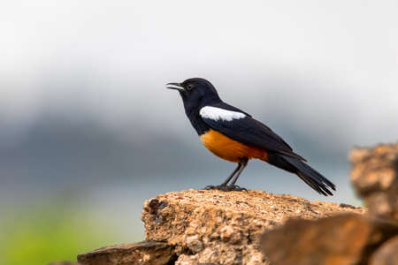 Mocking Cliff Chat on Wooden Log. Mocking cliff chat, Thamnolaea cinnamomeiventrid, is perching on stone in Gondar, Ethiopia, Africa wildlifeの写真素材