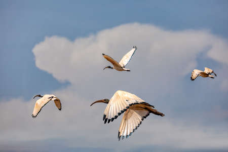 flying flock of African Sacred Ibis, Threskiornis aethiopicus. Common bird throughout the African continent. Ethiopia safari wildlifeの写真素材
