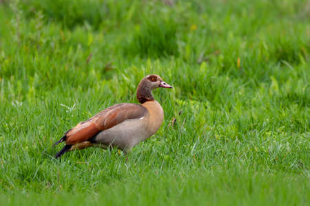 big bird Egyptian Goose in natural habitat. Alopochen aegyptiaca is a member of the duck, goose, and...