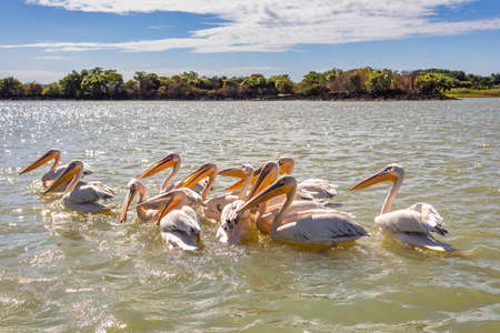 flock of birds Great White Pelicans swim on Lake Tana, Bahir Dar, Ethiopia, Africa wildlifeの写真素材