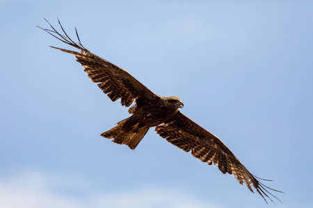 bird Black kite flying abainst blue sky, Milvus migrans, Ethiopia safari wildlifeの写真素材