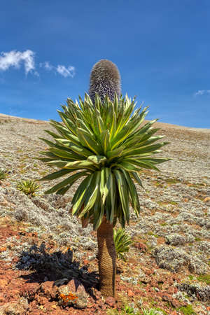 Beautiful flowering plant giant lobelia, Lobelia rhynchopetalum, endemic plant in Ethiopia, Ethiopian Bale Mountains landscape. Ethiopia wilderness pure nature. Sunny day with blue sky.の写真素材