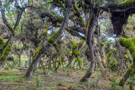 mystical Harenna Forest landscape, part of highland region of the Bale Mountains. One of the few...