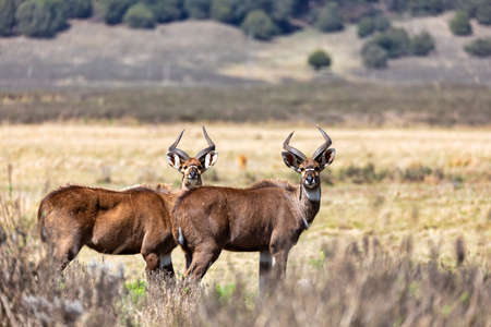 male of endemic very rare Mountain nyala, Tragelaphus buxtoni, big antelope in Bale mountain National Park, Ethiopia, Africa wildlifeの写真素材