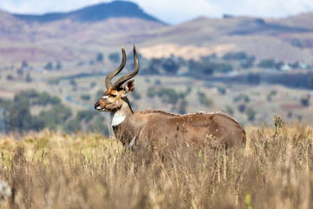 majestic male of endemic very rare Mountain nyala, Tragelaphus buxtoni, big antelope in Bale mountain National Park, Ethiopia, Africa wildlifeの写真素材