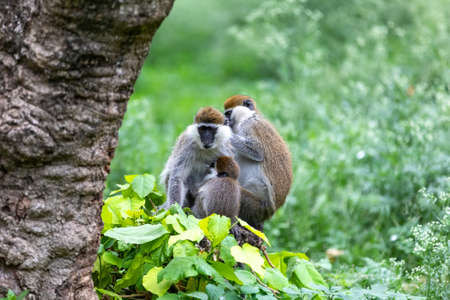 cute vervet monkey in social Grooming. Chlorocebus pygerythrus in Hawassa - Awasa city park, Ethiopia wildlifeの写真素材