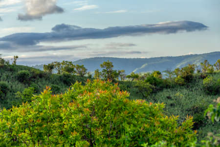 green panorama view To Mago National Park, Omo Valley, Omorati Etiopia, Africa nature and wildernessの写真素材