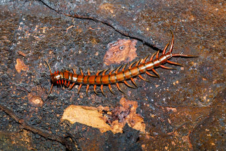 centipede, Scolopendra in tropical rainforest, Farankaraina National Park, Madagascar wildlife and wildernessの写真素材
