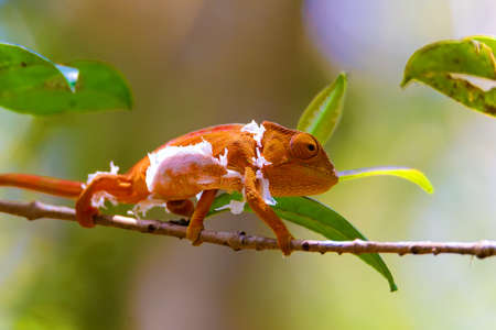 Parsons chameleon changing skin, Calumma parsonii, large species of chameleon on small branch waiting for insect. Amber mountain. Andasibe - Analamazaotra National Park, Madagascar wildlifeの写真素材