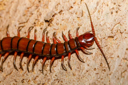 centipede, Scolopendra in tropical rainforest, Farankaraina National Park, Madagascar wildlife and...