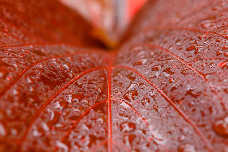 macro water drops on red plant leaf for natural background, wallpaper or backdrop use