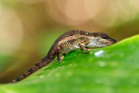 small baby of panther chameleon, Furcifer pardalis on small branch in rainforest at Masoala national park forest, Toamasina Province, Madagascar wildlife.の写真素材