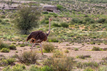 Ostrich, Struthio camelus in green Kalahari, desert after rain season. Kalahari Transfrontier Park, South Africa wildlife safariの写真素材