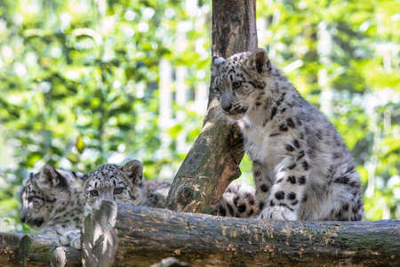 cute playful baby kitten of cat Snow Leopard, Irbis, Uncia Unca, eautiful wild cat