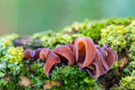 Mushrooms on a tree trunk. Non edible mushrooms, growing mainly at the fallen tree in autumn fall seasonの写真素材