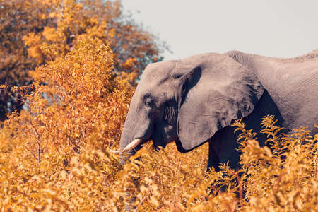 Majestic African Elephant hidding in tree in Chobe National Park, green vegetation after rain...