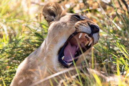 young lion, Panthera leo, without a mane showing teeth and roaring in natural habitat Savuti game reserve. Botswana Africa safari wildlifeの写真素材