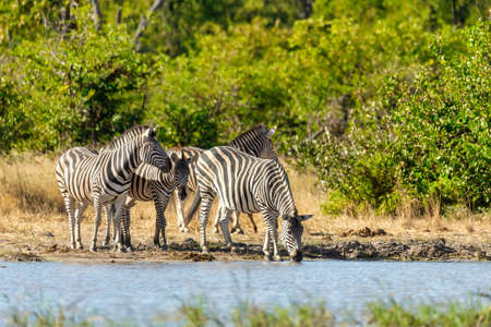 Zebras in african bush on waterhole. Moremi game reserve, Botswana, Africa safari wildlifeの写真素材