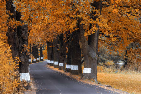 orange fall colored alley with colorful trees. Fall autumn season natural backgroundの写真素材