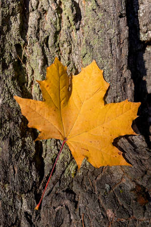 yellow maple leaf on tree trunk, fall conceptの写真素材