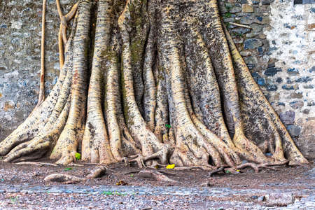 Gondar, Ethiopia, Fasil Ides Bath, a tangle of massive trunk roots in a kingdom pool.の写真素材