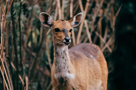 female of rare Menelik bushbuck, Tragelaphus scriptus meneliki, in Simien mountains, Ethiopia, Africa wildernessの写真素材