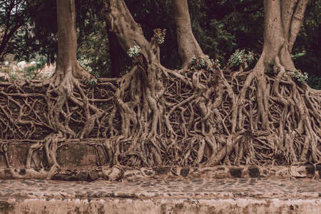 Tangle of massive trunk roots in Fasil Ides Bath, kingdom pool. Gondar, Ethiopia