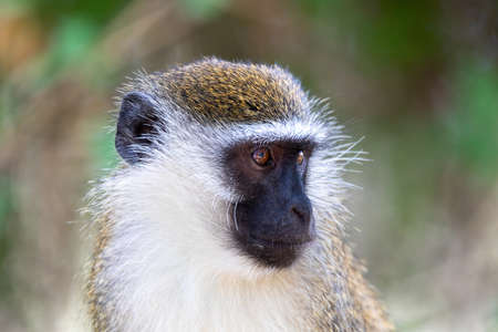 cute vervet monkey in Lake Chamo in natural habitat, Arba Minch, Ethiopia wildlifeの写真素材