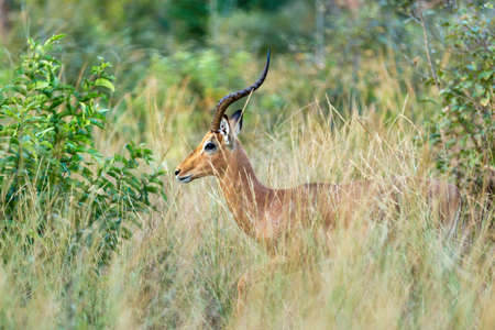 Impala antelope male, Aepyceros melampus, hiding in bush, Caprivi strip game park, Nambwa Namibia, Africa safari wildlife and wildernessの写真素材