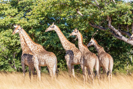 herd of beautiful South African giraffe in african bush, Chobe National Park, Botswana safari wildlifeの写真素材
