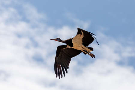 flying bird White-bellied Stork, Ciconia abdimii against blue sky background. Southern Ethiopia...