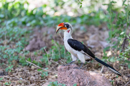 male of middle sized bird Von der Deckens Hornbill. Tockus deckeni, Lake Chamo, Arba Minch, Ethiopia wildlifeの写真素材