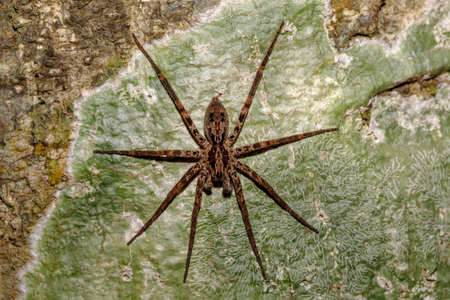 huntsman spider on tree trunk. Family Sparassidae, formerly Heteropodidae. Nosy Mangabe National park, Africa Madagascar wildlife and wildernessの写真素材