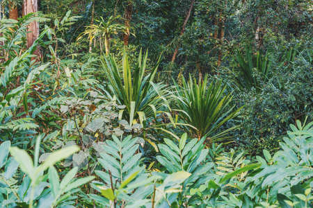 Rainforest jungle of the Masoala National Park in Madagascar, a UNESCO world heritage site, woodland with tropical climate, Africa Madagascar wildernessの写真素材