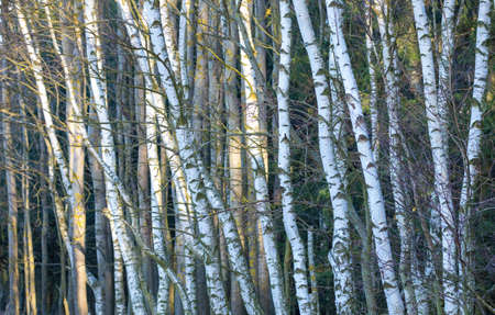 birch forest, closeup of tree trunk. wall of birch trees. Natural landscape in winter without snow...